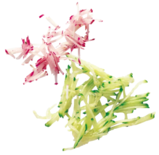 Struhadlo Julienne 2x 2 mm Magimix®